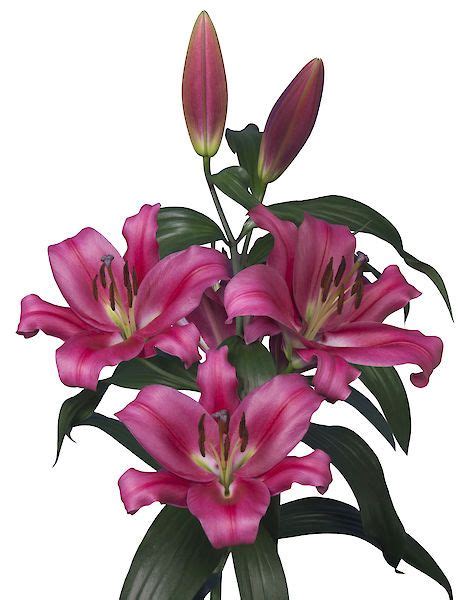 Mak Breeding | Flower pictures, Flower photos, Lily