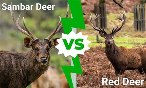 Sambar Deer vs Red Deer: What Are the Differences? - A-Z Animals