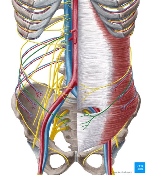 Iliohypogastric nerve: Anatomy, function and damage | Kenhub