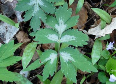 Virginia Waterleaf: Pictures, Flowers, Leaves & Identification | Hydrophyllum virginianum ...