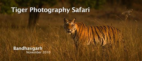 Kanha and Bandhavgarh Tiger Photography Safari and Tours