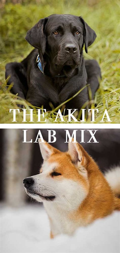 Akita Lab Mix: Great Guard Dog or Fabulous Family Pet?