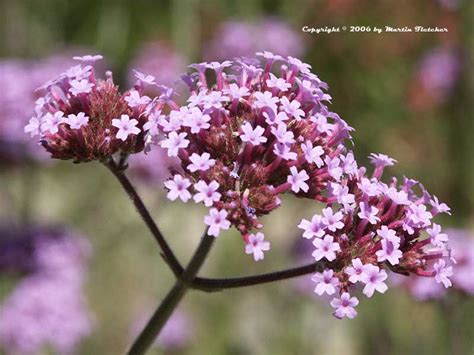 Verbena bonariensis | Purpletop Vervain | California Gardens