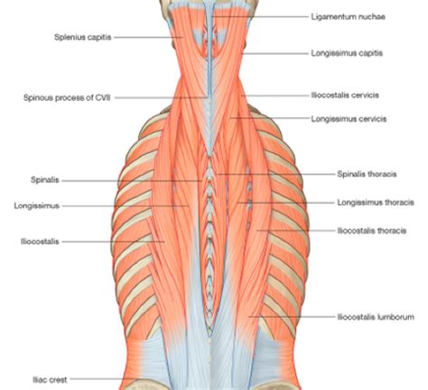 Supporting the Erector Spinae Muscles of the Spine