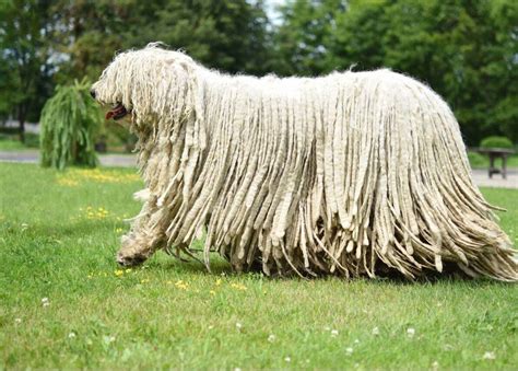 Top 10 Long Haired Dog Breeds in the World 2019 - Dogmal.com