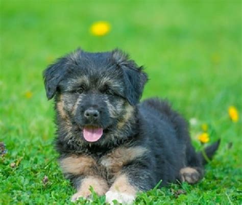 Bergamasco Sheepdog Puppies Behavior And Characteristics In Different Months Until One Year