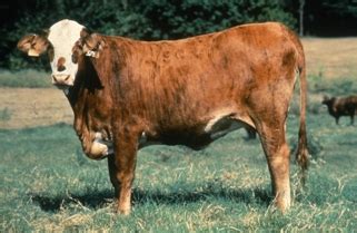 Bos Indicus – Beef Cattle