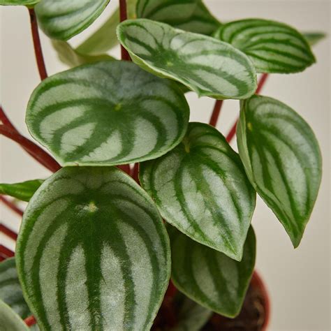 Peperomia 'Watermelon' | Indoor Plant | Tropical Plant | Potted Plant ...