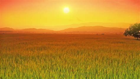 Landscape of Rice Farm in Stock Footage Video (100% Royalty-free) 4395713 | Shutterstock