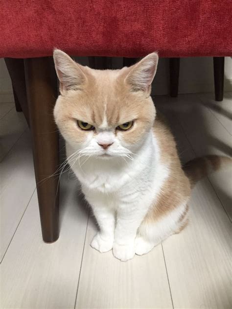 Meet Japanese Grumpy Cat, Who Is Even Grumpier Than The Original One ...