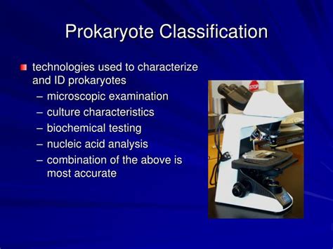 PPT - Prokaryotic and Eukaryotic Classification & Identification ...