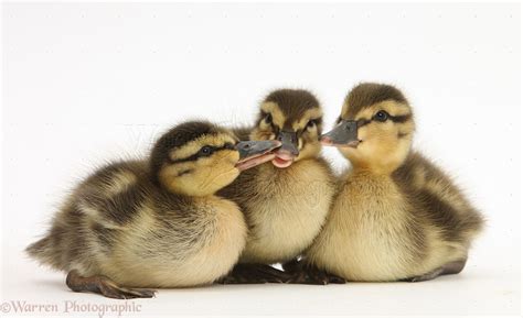 Three Mallard ducklings photo WP25210