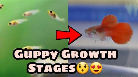 Guppy growth stages | Guppy growth week by week | Guppy growth video ...