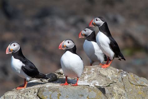 Where Can You See Puffins in Iceland? | Icelandair Hotels | Icelandair ...