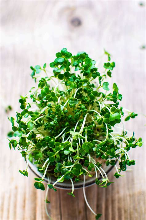 How To Grow Broccoli Sprouts: The Complete Guide | Harper's Nurseries