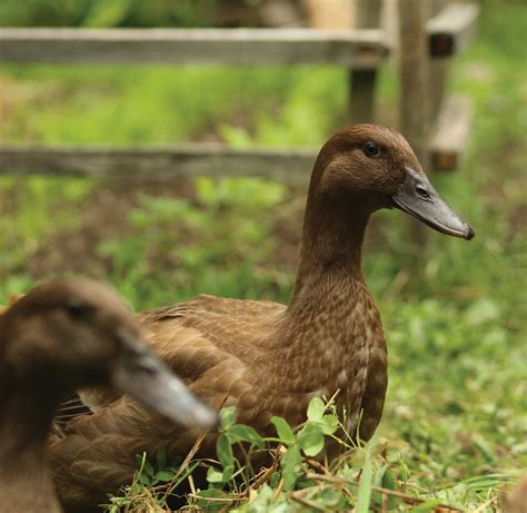 Our Favorite Duck Breeds - Murray McMurray Hatchery Blog