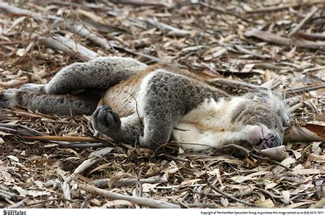 Koala deaths investigated | spec.com.au