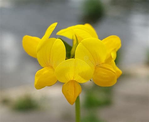 Lotus corniculatus stock image. Image of lotus, blooming - 257162215