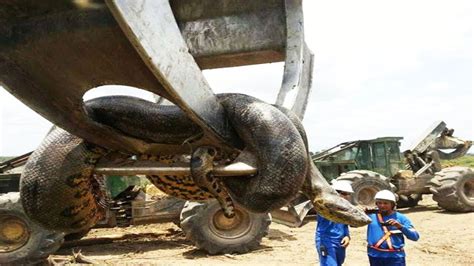 A 32.8 feet Anaconda found in Brazil, largest snake in the world — MercoPress