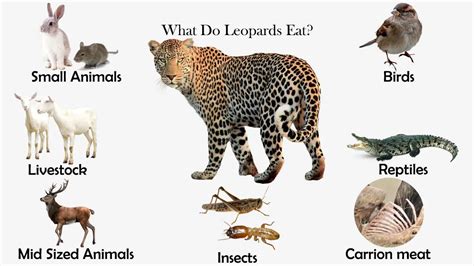 What Do Leopards Eat? - Feeding Nature