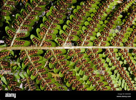 Spores on the underside of a fern leaf Stock Photo - Alamy