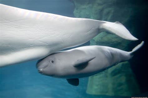 New Baby Beluga At Shedd Aquarium Makes Public Debut, Is A Girl (PHOTOS) | HuffPost