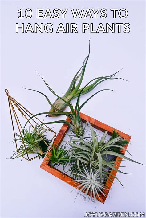 Hanging Air Plants: 10 Easy Ways To Hang Your Tillandsias