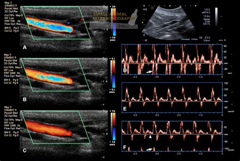 Aliasing artifact - Small Animal Ultrasonography