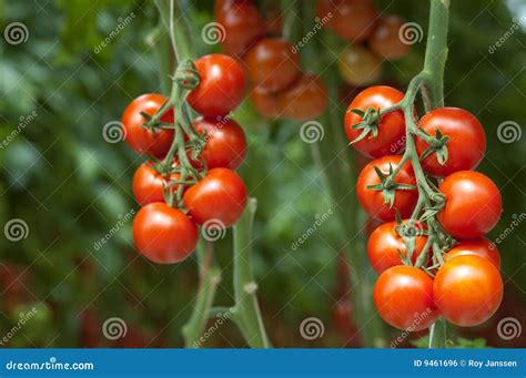 Tomatoes On The Vine Royalty Free Stock Image - Image: 9461696