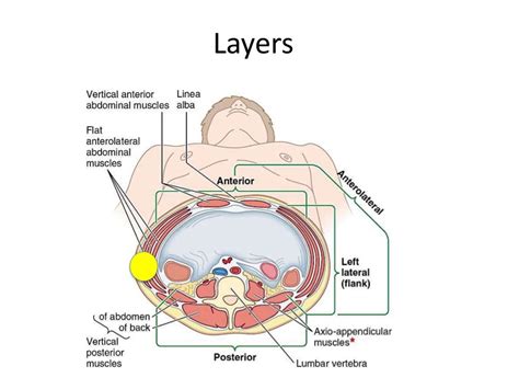 Anterior Abdominal Wall Vessels