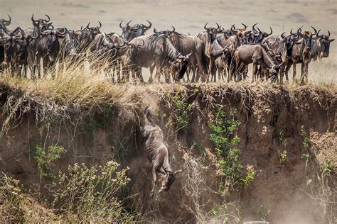 8 Days Great Wildebeest Migration River Crossing Safari