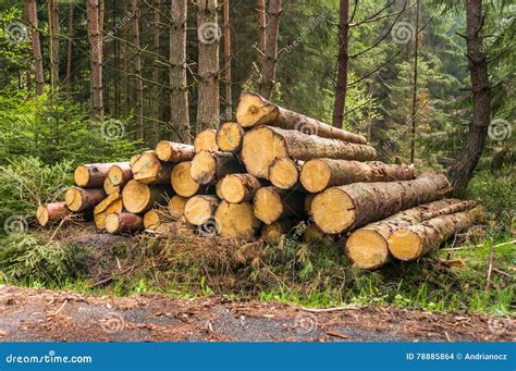 Pile of wood logs stock photo. Image of roadside, stacking - 78885864