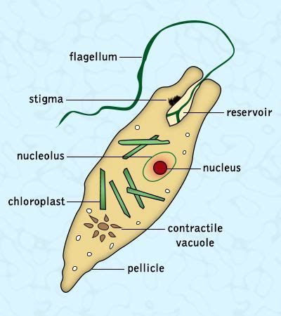 The Major Classification and Characteristics of Protozoa | Apologia ...