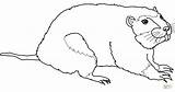 Gopher coloring Page  Free Printable Coloring Pages sketch template