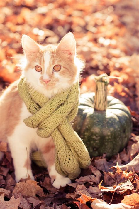 Autumn Cozy | Fall cats, Cute cats, Cat photography