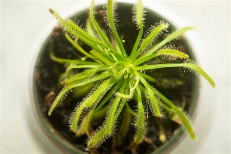 Sundew Plants: Care & Growing Guide