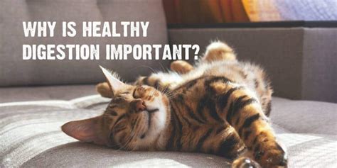 Understanding Your Cat’s Digestive System & Gut Health Tips