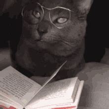 Cat Studying GIFs | Tenor