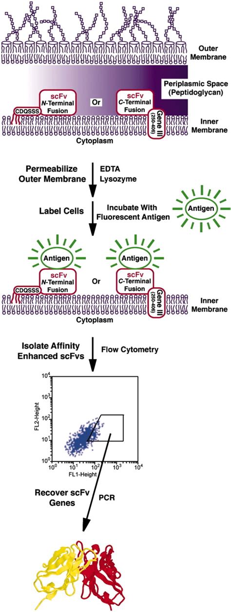 Hen Egg White Lysozyme Permeabilizes Escherichia Coli Outer, 60% OFF