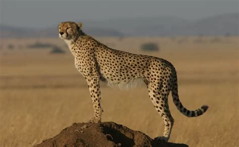 Northwest African cheetah | ZSL