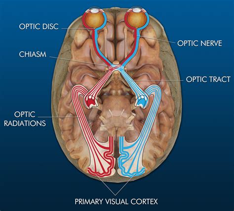 Visual Pathway