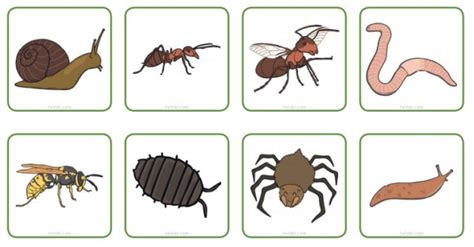 What is a Minibeast? | Teaching Wiki - Twinkl