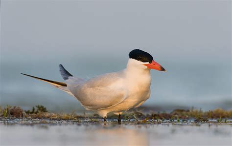 Animals World: beautiful animals of bird caspian tern photos