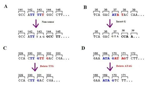 Frameshift Mutation - Definition, Examples & Effects | Biology Dictionary