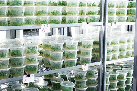 Micro Prorogation - Tissue Culture | Technology of Plant Tissue Culture | Plant tissue, Plant ...