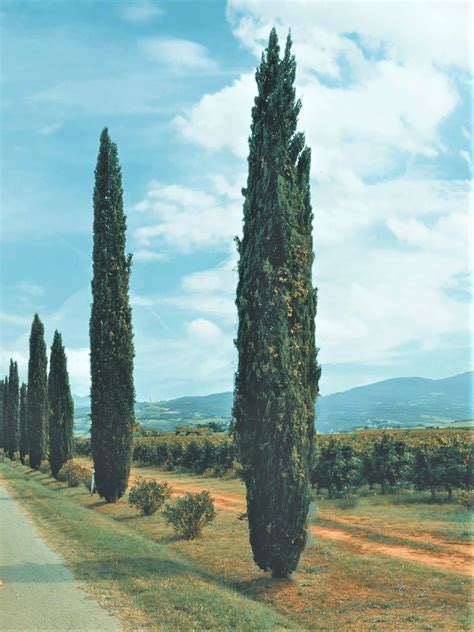 Italian Cypress Tree - Tall and Slender Evergreen Tree - 2.5 Qt - Walmart.com - Walmart.com