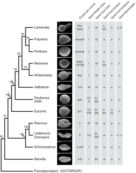 Mapping of seed morphology data onto a DNAbased cladogram. A... | Download Scientific Diagram