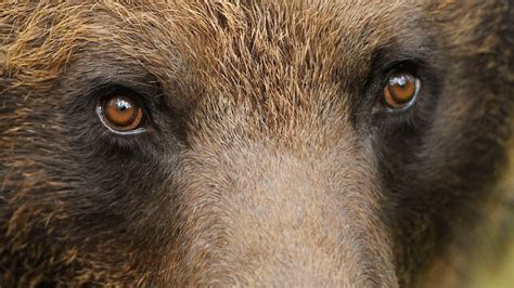 le regard de l'ours brun | Brown bear, Black bears art, Bear