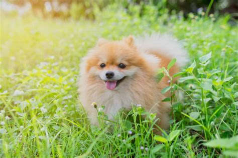 10 Best Pomeranian Breeders (2024): Our Top 10 Picks!