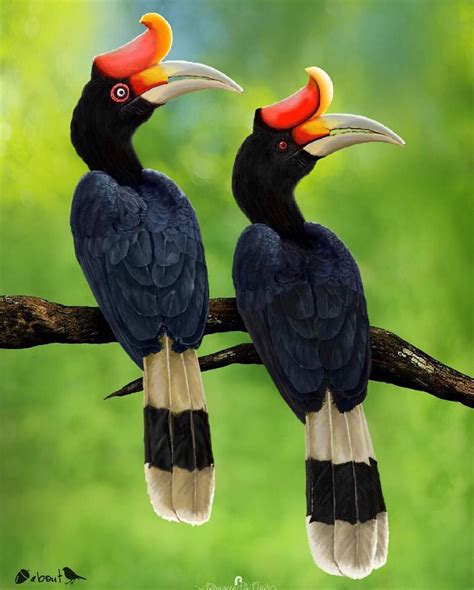 Pair of Rhinoceros hornbill | Pássaros estranhos, Aves belas, Fotografia de animais